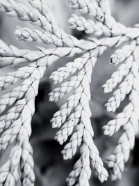 Full frame shot of leaves