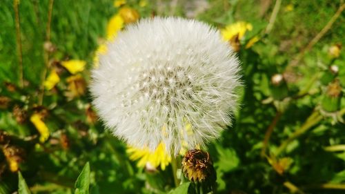 Close-up of dandelion flower