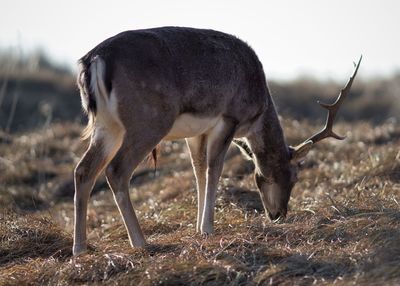 Close-up of horse grazing on field