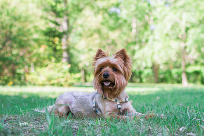 Cute miniature yorkshire terrier dog is lying on green grass on a background of summer park.