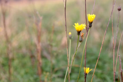 Close-up of yellow flowers blooming on field