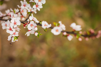 Close-up of white cherry blossom tree