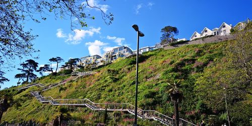 Low angle view of trees and plants against sky