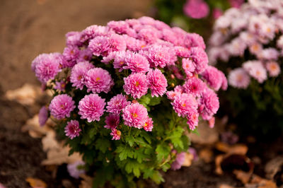 Close-up of pink flowers blooming outdoors