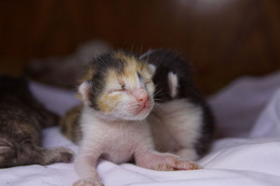 Close-up of kitten sleeping on bed