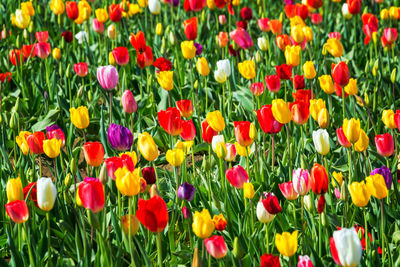 Multi colored tulips blooming at park
