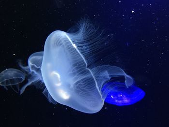 Close-up of jellyfish swimming in aquarium