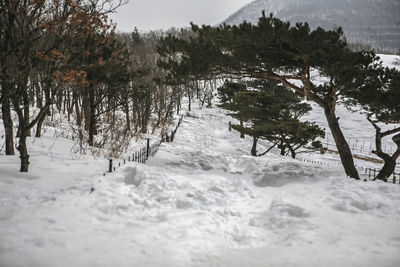 Scenic view of snow covered landscape