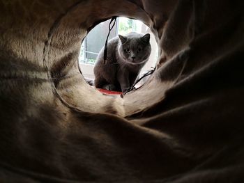 Close-up portrait of a cat