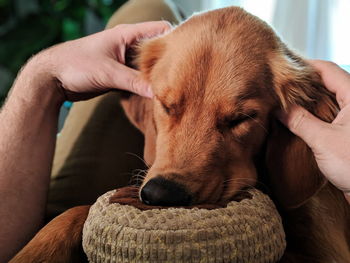 Close-up of person hand with dog