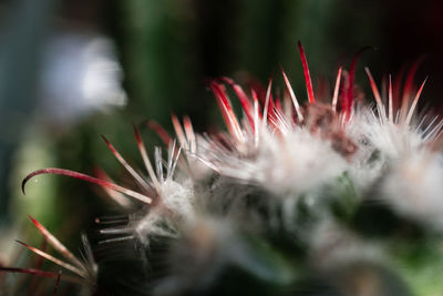 Close-up of plant