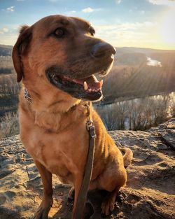 Close-up of dog against sky