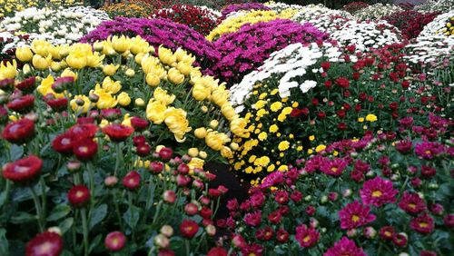 Close-up of flowering plants on field