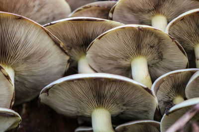 Close-up of mushrooms