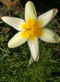 Close-up of day lily blooming outdoors