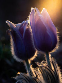 Close-up of flowering plant
