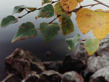 Close-up of leaves growing on tree