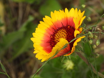 Close-up of yellow flower