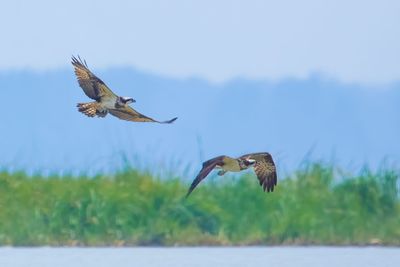 Bird flying in the sky