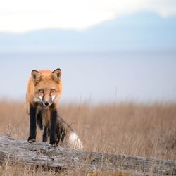 Portrait of lion on field against sky