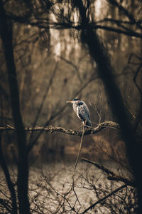 Low angle view of grey heron perching on tree