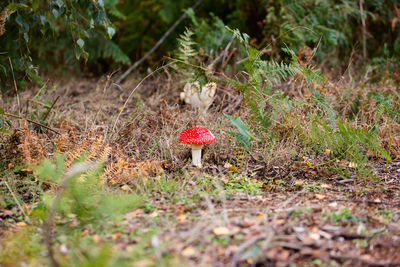 Close-up of mushroom growing on field