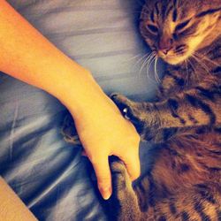 Cat lying on the ground