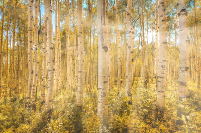 Trees in forest during autumn