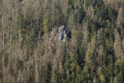 High angle view of pine trees in forest