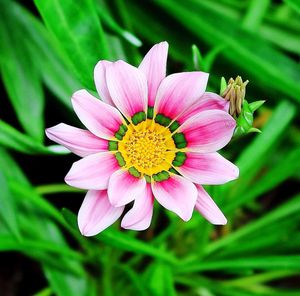 Close-up of pink flower blooming outdoors