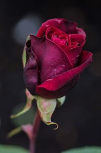 Close-up of red rose