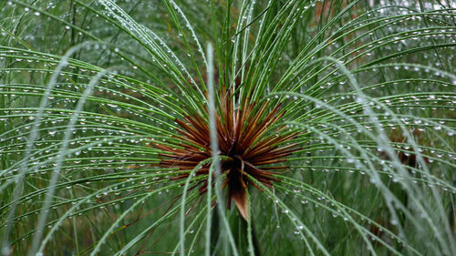 Close-up of palm tree