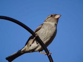 Low angle view of bird perching on a tree