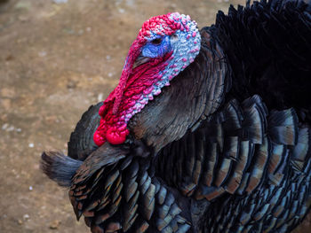 Close-up of peacock