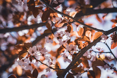 Low angle view of cherry blossom tree during autumn