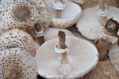 Full frame shot of edible mushrooms