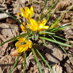 High angle view of yellow crocus flowers on field