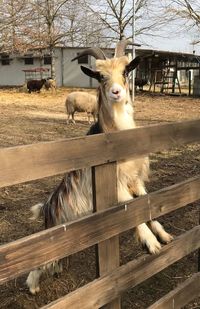 Horse on field in ranch