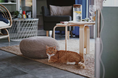 Cat sitting on floor at home