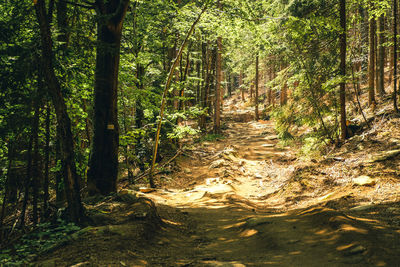 Footpath amidst trees in forest