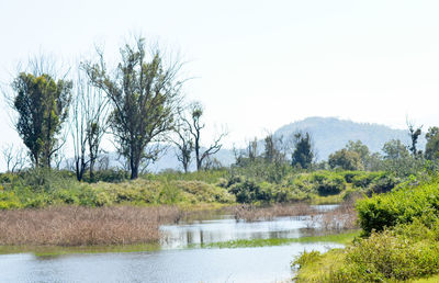 View of trees on riverbank