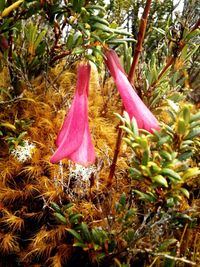 Close-up of pink flowers