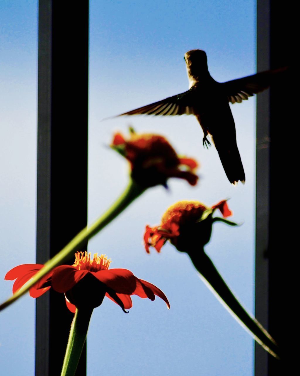 CLOSE-UP OF BIRD FLYING AGAINST ORANGE SKY