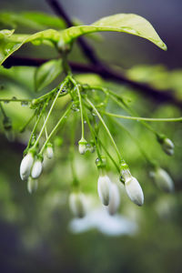 Close-up of water drops on plant