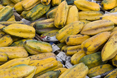 The mountain papaya vasconcellea pubescens is a species native to the andes.