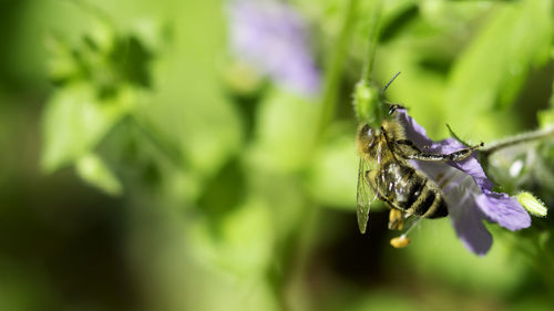 Close-up of insect on leaf