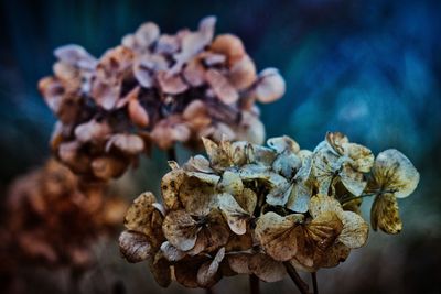 Close-up of wilted flowers