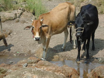 Cows standing in a water