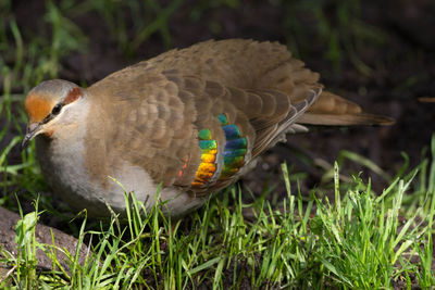 Close-up of bird perching on field