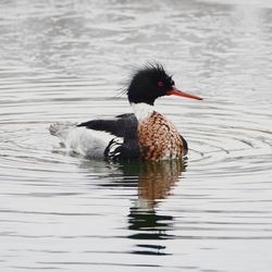 Duck swimming in a lake